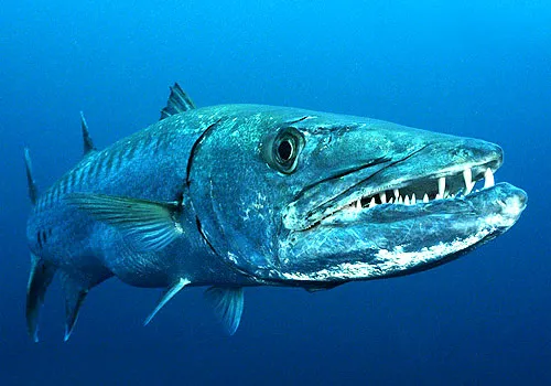 A typical barracuda, looking just like the one that stared at Greg and I snorkeling in Cozumel.