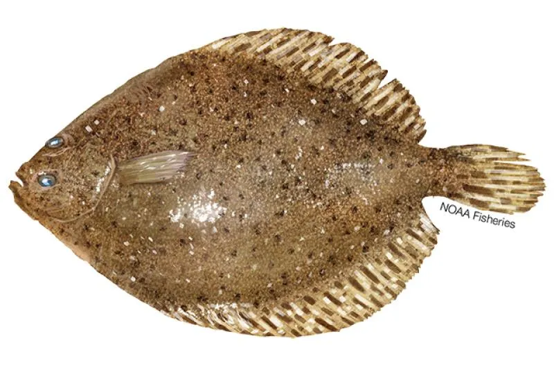 Fun fact: flounder are born with eyes on both (opposite) sides of their body, but during their “childhood” the bottom eye gradually migrates up and around to the other side. Imagine if we humans also had an eye that migrated from the back of our head to the front, during puberty?